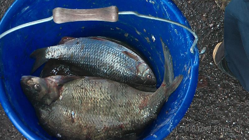 2008-09-13_stromfischen01.jpg - Herrliche Fische, kräftig und gesund